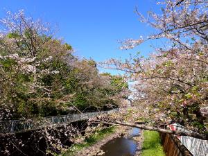 画像：仙川平和公園の桜の開花状況（4月8日）（拡大画像へのリンク）