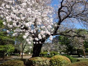 画像：仙川平和公園の桜の開花状況（4月8日）（拡大画像へのリンク）