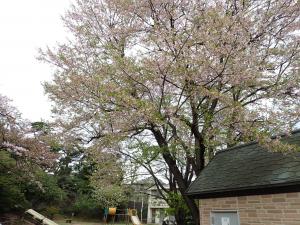 画像：三鷹台児童公園の桜の開花状況(4月10日)（拡大画像へのリンク）