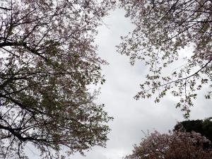 画像：三鷹台児童公園の桜の開花状況(4月10日)（拡大画像へのリンク）