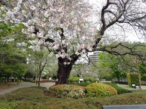 画像：仙川平和公園の桜の開花状況(4月10日)（拡大画像へのリンク）
