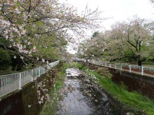 画像：仙川平和公園の桜の開花状況(4月10日)（拡大画像へのリンク）