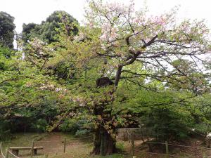 画像：三鷹台児童公園の桜の開花状況（4月13日）（拡大画像へのリンク）