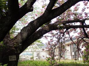 画像：仙川平和公園の桜の開花状況（4月13日）（拡大画像へのリンク）