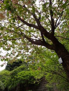 画像：仙川平和公園の桜の開花状況（4月13日）（拡大画像へのリンク）