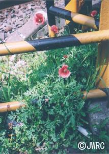 画像：ナガミヒナゲシの写真（拡大画像へのリンク）