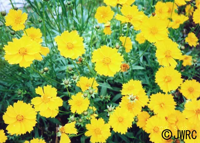 画像：オオキンケイギクの写真