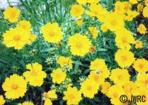 画像：オオキンケイギクの写真（拡大画像へのリンク）