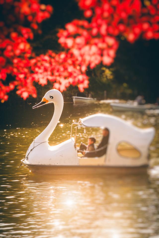 画像：夕陽に佇む一隻のアヒルボートの写真