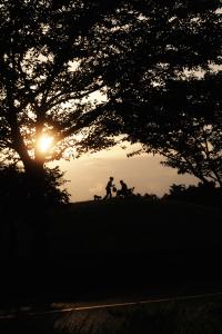 画像：木のシルエットの奥に除く夕日の写真（拡大画像へのリンク）