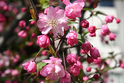 市の花 はなかいどうの写真