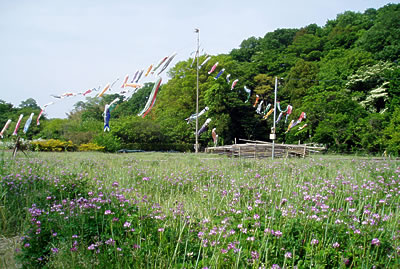 緑豊かな大沢の里公園の写真