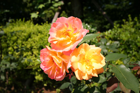 アンネ・フランクのバラの写真
