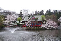 写真:池と井の頭弁財天堂と桜