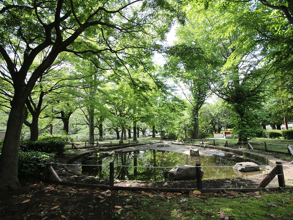 夏の仙川平和公園