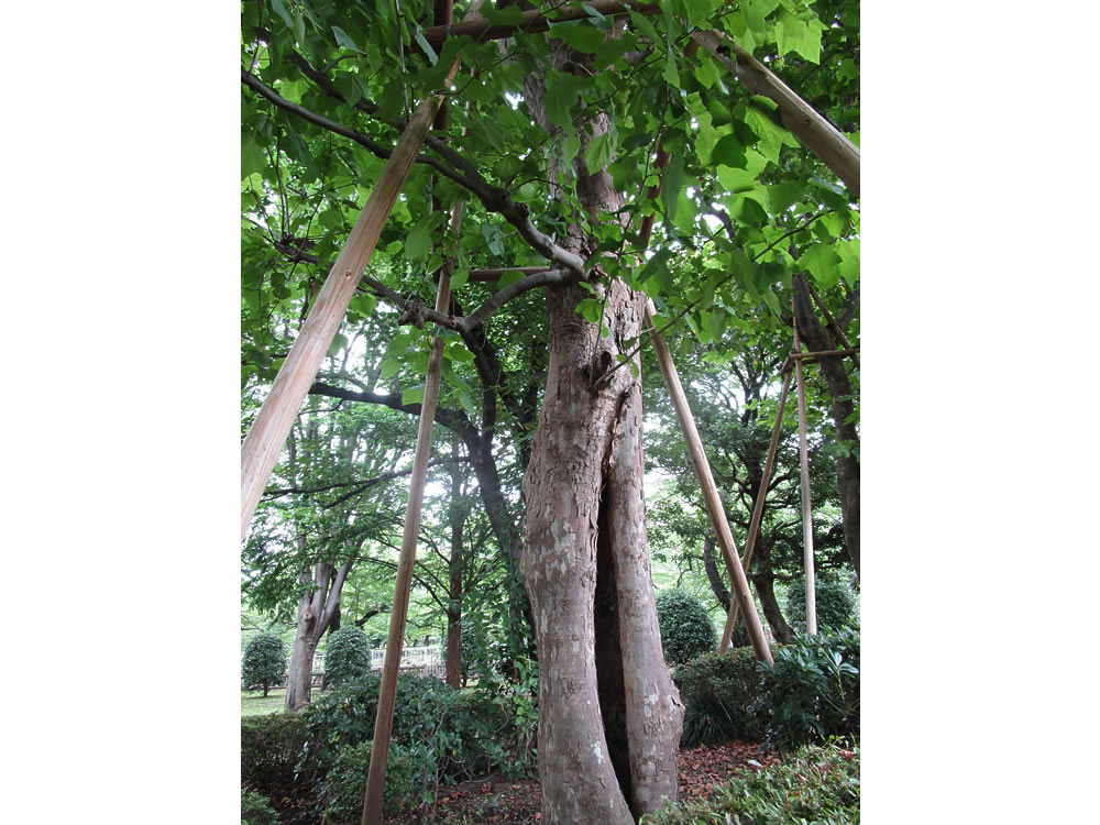 仙川平和公園の戦時中に被災したプラタナス