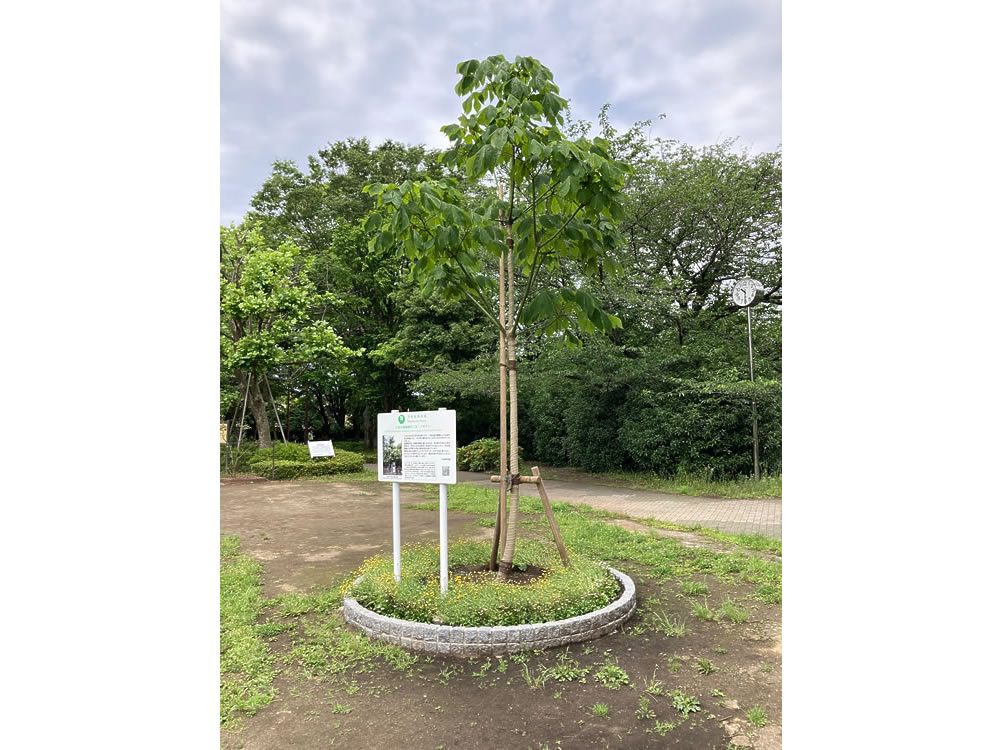 仙川平和公園の広島被爆樹木2世アオギリ