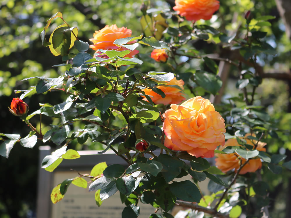 仙川平和公園のアンネ・フランクのバラ