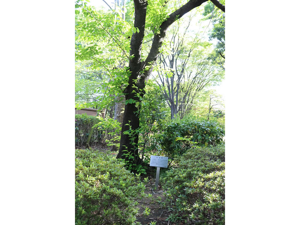 仙川平和公園のヨハン・ガルトゥングの桜