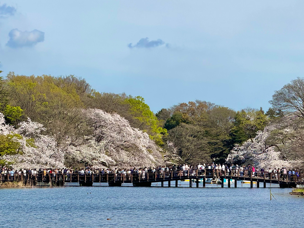 井の頭恩賜公園（撮影：まちなかカメラマン岡田和美）