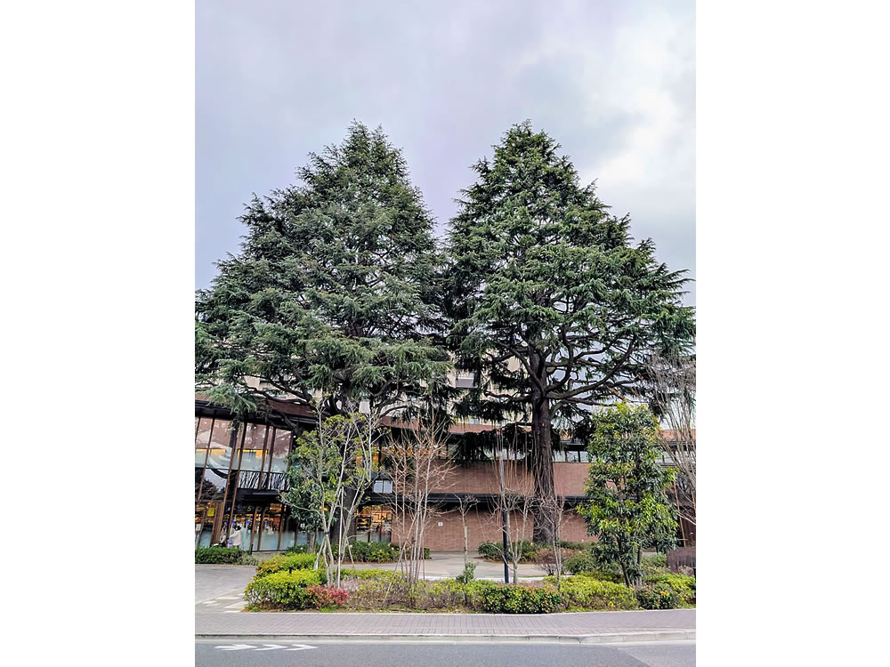 プラウドシティ吉祥寺のヒマラヤスギ